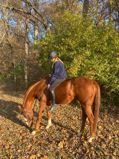 Chestnut Horse Aesthetic, Brown Horse Aesthetic, Autumn Horse, Chestnut Horses, Horse Background, Horsey Life, Horse Riding Aesthetic, Bareback Riding, Horse Lessons