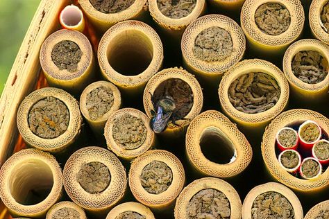 With good management, bamboo tubes work well for many types of bees. Raspberry Canes, Animal Homes, Bee Life Cycle, Flies Outside, Bee Houses, Types Of Bees, Wild Bees, Bee Hotel, Cool Garages