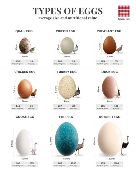 Bird Egg Identification, Poultry Business, Animals Name In English, Egg Benefits, Types Of Eggs, I Want Food, Backyard Chicken Farming, Food Tech, Multiplication Table