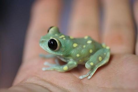 cute baby animals - frog We've put together some of the best, the cutest and the most downright adorable cute baby animals photos for you to swoon over. You're welcome! #top5 #topfive #frog #animals #cute #cuteanimals Birds Photos, Snow Images, Frog Sitting, Animals Photos, Funny Frogs, Green Frog, Frog And Toad, Tree Frogs, Team 7