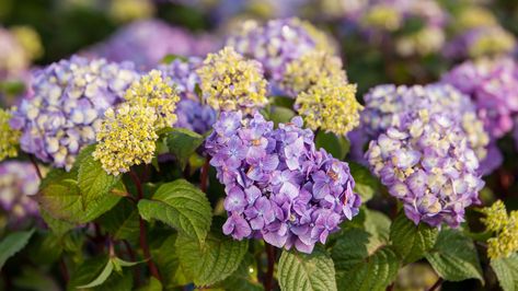 Trailing Lantana, Purple Lantana, Arizona Painting, Design A Garden, Lantana Camara, Potted Plants Outdoor, Natural Probiotics, The Color Purple, New Garden