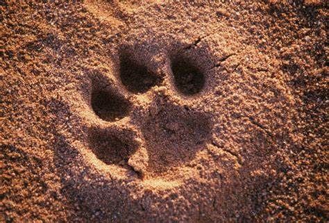 Lion Paw Print, Lion Wildlife, Cat Footprint, Animal Footprints, Lion Paw, Cat Reference, Pokemon Oc, Lion Pictures, African Lion