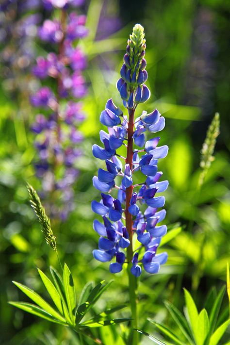 Alaskan Flowers, Maine Lupines, Blue Lupine, Wild Lupine, Lupine Flowers, Queen Anne's Lace Flowers, Gift Painting, Kind Of Blue, Beautiful Flowers Wallpapers