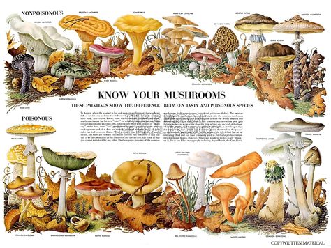 Amazon.com: SCIENCE BIOLOGY MYCOLOGY MUSHROOM FUNGUS TOADSTOOL CHART POSTER PRINT BB7301B: Fungi Poster: Posters & Prints Mushroom Poster, Mushroom Tattoos, Mushroom Fungi, Science Biology, Unframed Wall Art, Mushroom Art, Art Print Poster, Medicinal Plants, Botanical Illustration