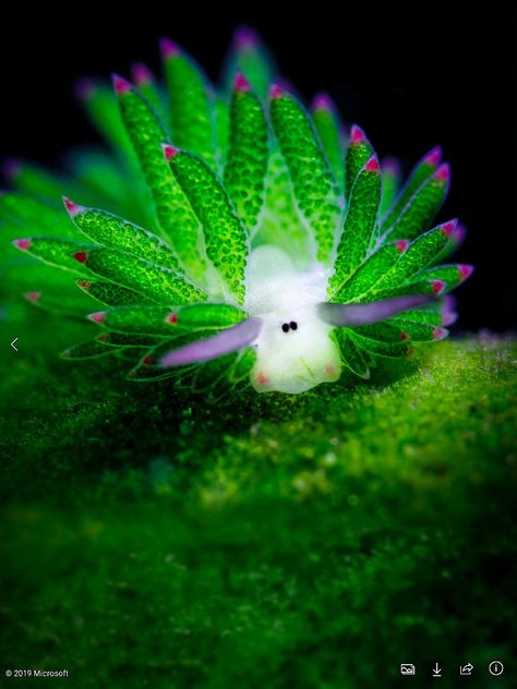 Sea Slug, Slug, I Said, The Family, Bali, Green