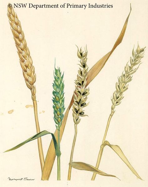 Illustration of Wheat bunt Wheat Illustration, Farm Kids, Scientific Illustration, Kitchen Prints, Wheat, Illustration Design, This Is Us, Beer, Art Design