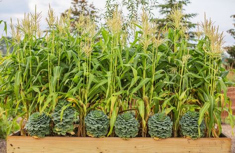 How to Plant and Grow Corn in Your Garden Raised Beds Layout, Deer Corn, Growing Sweet Corn, Grow Corn, Nitrogen Fixation, Growing Corn, Onion Bulbs, Corn Plant, Gardening Trends