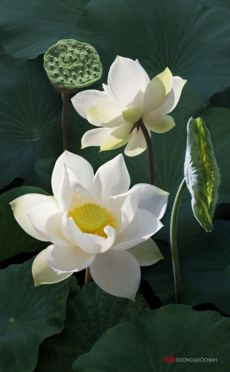 Nymphaea Lotus, Hanya Tattoo, Lotus Flower Pictures, White Lotus Flower, Lotus Painting, Lotus Flower Art, Lily Lotus, Lotus Art, Lotus Blossom