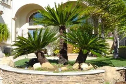 Best Garden Ideas for the Front Yard Designs & Photos Tree Driveway, Corner Landscaping, Front Yard Plants, Driveway Ideas, Backyard Ideas For Small Yards, Courtyard Landscaping, Small Yard Landscaping, Small Front Yard Landscaping, Tropical Backyard