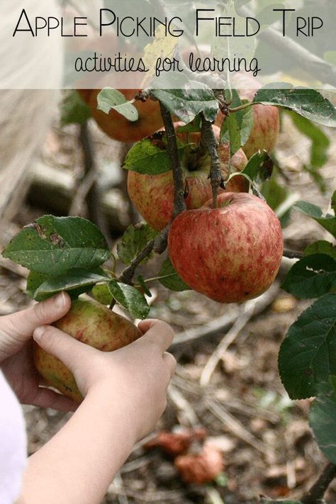 Apple Picking Field Trip Activities Nature Based Learning, Trip Activities, Elementary Learning, Preschool Resources, Fun Math Activities, Homeschool Kids, Creative Arts And Crafts, Numeracy, Apple Picking