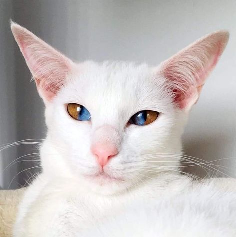 Two Colored Eyes, Sectoral Heterochromia, Khao Manee, Two Different Colored Eyes, Birth Colors, Different Colored Eyes, Kitten Names, Rare Cats, Genetic Mutation