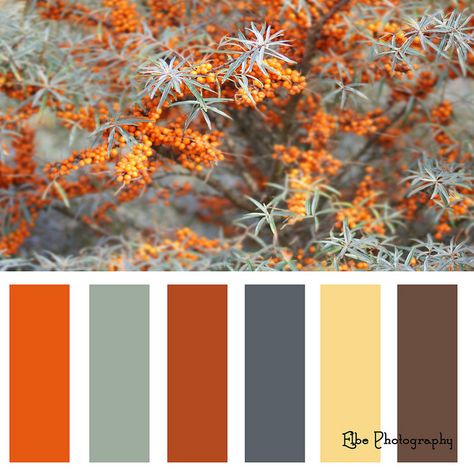 Orange Blue Cream Color Palette, Orange Gray Brown Color Palette, Grey And Orange Palette, Grey Orange Color Palette, Orange Grey Blue Palette, Orange Yellow Gray Color Palette, Orange Color Palettes, Good Color Combinations, House Color Palettes