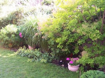 cotinus 'golden spirit' Golden Spirit Smoketree, Cotinus Coggygria, Back Garden, A Tree, Garden Plants, A Couple, Plants