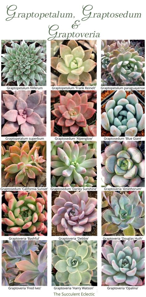 Seculant Plants Garden, Succulent Types Chart, Succulent Identification Chart, Ghost Plant Succulents, Ghost Succulent, Gasteria Succulents, Succulents Identification, Identifying Succulents, Plant Leaf Identification