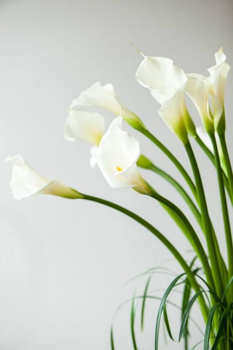 Callas Lily, Calla Lily Centerpieces, White Calla Lily, Lily Wallpaper, Arum Lily, Lily Flower, Calla Lily, Flower Photos, Tropical Flowers