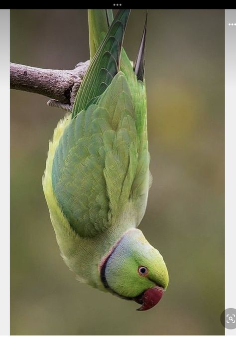 Parakeet Photography, Funny Parakeets, Green Parrot Bird, Indian Ringneck Parrot, Alexandrine Parrot, Ringneck Parrot, Parakeet Food, Ring Necked Parakeet, Indian Ringneck