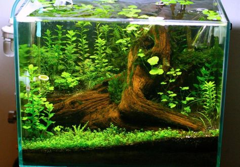 mini tank Natural Fish Tank Ideas, Aquarium Garden, Aquarium Driftwood, Aquarium Terrarium, Amazing Aquariums, Fish Tank Terrarium, Cool Fish Tanks, Aquascape Design, Fish Tank Design