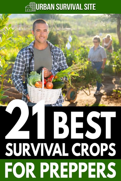 Survival Crops, Prepper Garden, No Grid Survival Projects, Survival Garden, Survival Prepping Diy, Survival Food Storage, Survival Skills Emergency Preparedness, Survival Project, Survival Supplies