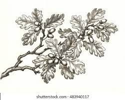 Oak Leaf Tattoos, Oak Tree Drawings, Pine Tattoo, Tree Tattoo Men, Branch Drawing, Family Tree Painting, Oak Tree Tattoo, White Oak Tree, Oak Branch