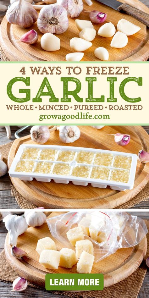 images of garlic cloves, minced garlic and oil in an ice cube tray, and frozen pureed garlic cubes on a table with text overlay that reads four ways to freeze garlic whole minced pureed roasted learn more at grow a good life dot com How To Freeze Roasted Garlic, Diy Minced Garlic How To Make, Roasted Minced Garlic, Things To Do With Garlic Cloves, Preserving Garlic Minced, Preserving Roasted Garlic, Storing Garlic In Oil, Roasted Garlic Recipes Meals, How To Can Garlic Cloves