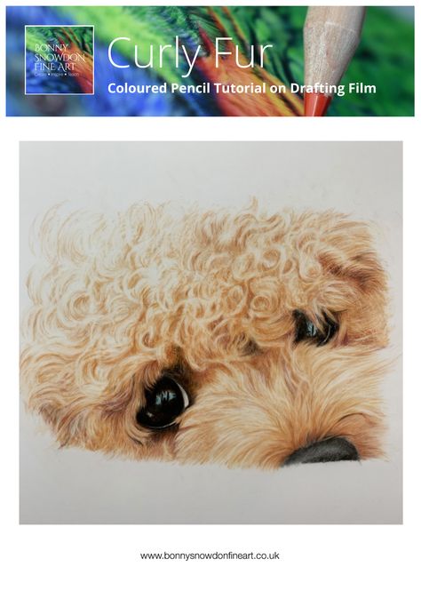 Curly Fur Step by Step Tutorial Guide. How To Draw Fur, Painting Fur, Dog Drawings, Colored Pencil Tutorial, Guide Sign, Colour Pencil, Animal Portraits, Blonde Hair With Highlights, Paint Art