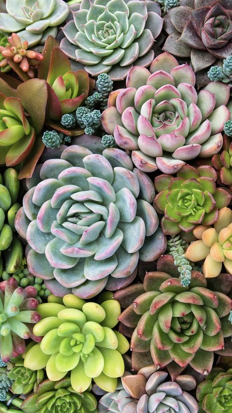 Succulents Tattoo, Succulent Wallpaper, Leaves Wallpaper Iphone, Succulents Wallpaper, Gardening Photography, Flowering Succulents, Botanical Floral Prints, Flowery Wallpaper, Lovely Flowers Wallpaper