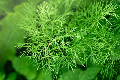 Dill is a popular addition to the herb garden, and a number of different cultivars are available. Its feathery, fragrant foliage adds interest to the landscape and livens up many a homecooked meal. Learn about 13 of the best dill varieties and find your favorites now on Gardener's Path. #dill #herbgarden #gardenerspath Growing Dill, Raised Vegetable Beds, Vegetable Beds, Vegetable Beds Raised, Homecooked Meals, Aromatic Plant, Veggie Garden, The Fruit, Herb Garden