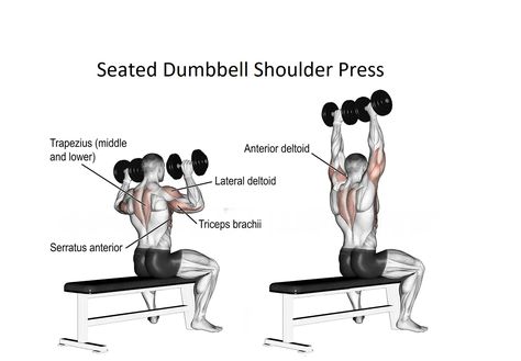 The Seated Dumbbell Shoulder Press is an exercise that is popular for gaining strength and building muscle on the shoulders. The triceps muscles also perform well in this workout. A lot of lifters find dumbbells more comfy and accommodating to shoulders for this type of press as opposed to the barbell. It can be the main press exercise […] Standing Overhead Dumbbell Press, Seated Dumbbell Shoulder Press, Dumbell Shoulder Presses, Seated Dumbbell Press, Shoulder Press Dumbell, Gym Reference, Shoulder Press Workout, Db Shoulder Press, Barbell Shoulder Press