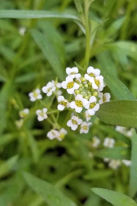 Sweet alyssum is a fragrant flower that grows well in bright sun. Get more growing tips now on Gardener's Path. #alyssum #gardeningtips #flowers #gardenerspath Sweet Alyssum, Growing Lavender, Bright Sun, Easy Care Plants, Growing Tips, Beyond Beauty, Fragrant Flowers, Companion Planting, All About Plants