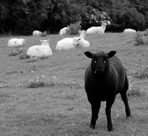 she was the Black sheep of the family and the community Black Sheep Photography, Sheep Dog Aesthetic, Black Sheep Of The Family Aesthetic, Black Sheep Aesthetic, Black Sheep Wallpaper, Creepy Sheep, Black Sheep Art, Sheep Aesthetic, Sheep Quote