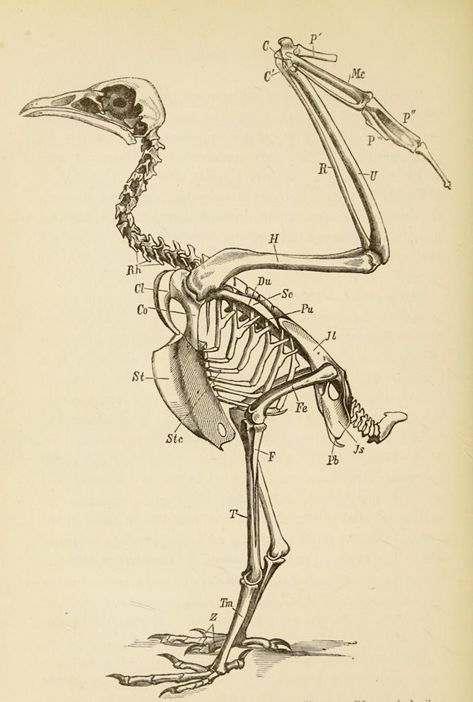 Egyptian Vulture, Bird Bones, Dragon Anatomy, Anatomy Bones, Skeleton Anatomy, Fineliner Art, Skeleton Drawings, Animal Skeletons, Animal Study