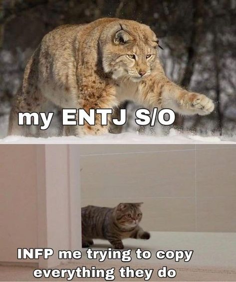 😊 INFP memes every day na Instagramie: „Follow @infpmemesdaily for your daily dose of accurate INFP Memes 😊 credit: u/babibatz via r/mbtimemes --- Also follow my other pages for…” Entj X Infp, Entj Infp, Personalidad Infj, Infp Personality, Mbti Relationships, Mbti Character, Mbti Personality, Infp, Powerpuff Girls