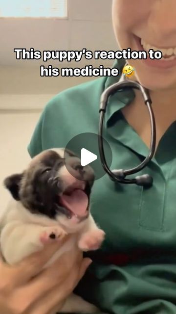 PawsEnjoy on Instagram: "🐾 Too adorable! 🐶✨ Follow us @Paws.Enjoy for more and share this to spread pawsitivity! 🐕💛 • • • 🎥 Credit: unknown, please DM! • • • #DogsOfInstagram #Dogs #FurryFriend #InstaDog #HappyTails #puppy #dog" Funny Dog Videos Make Me Laugh, Pet Videos Funny, Happy Dogs Funny, Really Funny Dog Videos, Dog Videos Funny, Dogs Video, Funny Pet Videos, Dogs And Babies