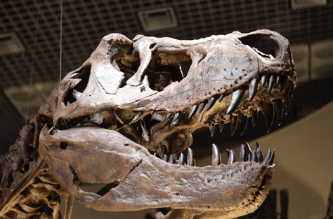 T rex T Rex Skull, Long Neck Dinosaur, Carnivorous Animals, Dinosaur Head, Dinosaur Skeleton, Modern Birds, Dinosaur Bones, Dinosaur Fossils, Tyrannosaurus Rex