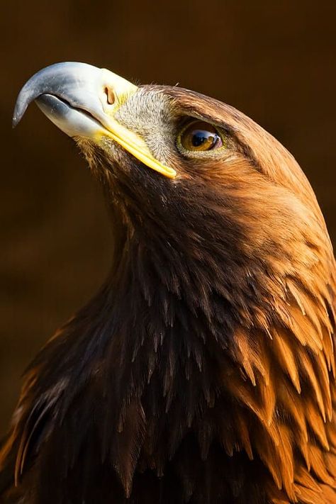 Golden Eagle, Feathers, Close Up