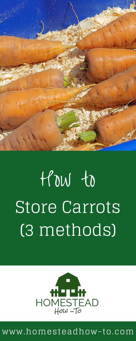 Three methods for storing carrots so you can enjoy your harvest all winter long! Storing Carrots, How To Preserve Carrots, How To Store Carrots From Garden, Storing Carrots From Garden, How To Store Carrots For Winter, How To Save Fresh Carrots, Storing Garden Carrots, Storing Carrots For Winter, Long Term Carrot Storage