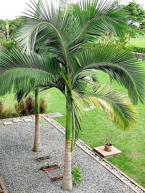 Palm Tree Types, Alexander Palms, Palm Trees Garden, Palm Trees Landscaping, Tropical Garden Design, Courtyard Gardens Design, Home Landscaping, Tropical Landscaping, Easy Garden