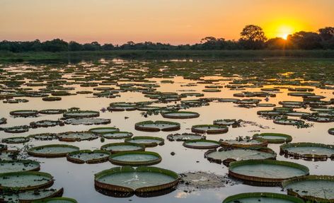 31 fotos que vão te transportar para o Pantanal Tayrona National Park, Visit Brazil, Inca Trails, South America Travel, South American, Lonely Planet, America Travel, World Heritage Sites, Cool Places To Visit