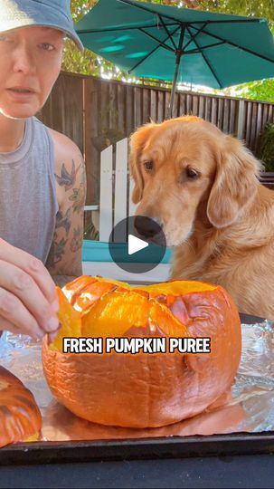 4K views · 949 reactions | It’s super easy to make homemade pumpkin puree for dogs and it’s tasty, healthy, nutritious and very versatile🎃

Pumpkin puree is loaded with vitamins and minerals is source of valuable prebiotics. Pumpkin is also high in fiber and low in calories.  A true nutrient powerhouse!

Atlas and Aura LOVE fresh pumpkin puree (that canned stuff not so much). Have you tried making your own?

IB @thehuskyfam 

#freshpumpkinpuree #dogmomtips #healthydogs #healthydogsarehappydogs #falltreatsfordogs | Atlas & Aura + Anu Jalasto | healthy active goldens Fresh Pumpkin Puree, Aura Love, Pie Mold, Pumpkin Treats, Fresh Pumpkin, Homemade Pumpkin Puree, High In Fiber, Pumpkin Treat, Puppy Treats