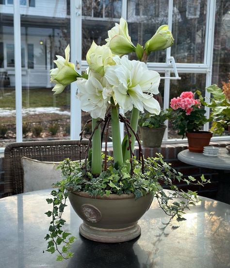 Amaryllis Planting Ideas, Amaryllis Arrangement Christmas, Amaryllis Arrangement, Amaryllis Christmas, White Amaryllis, Gorgeous Plants, Garden Answer, Table Floral Arrangements, Large Flower Arrangements