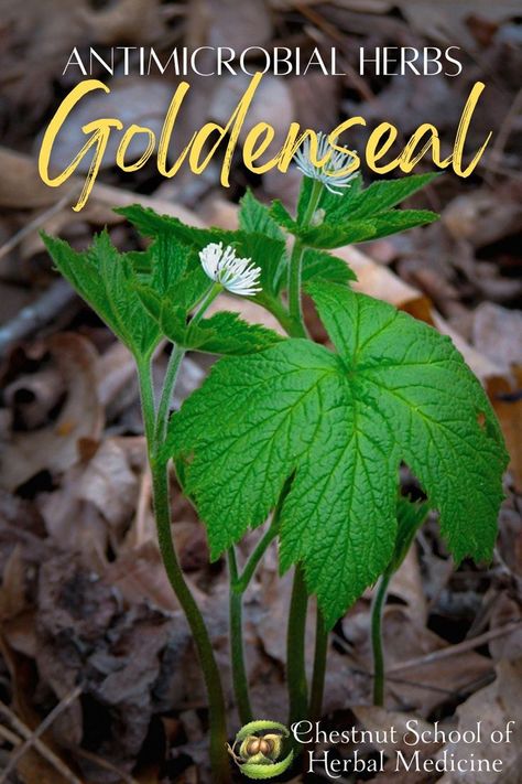 Golden Seal Benefits Natural Remedies, Goldenseal And Echinacea Benefits, Benefits Of Goldenseal, Fleabane Medicinal Uses, Goldenseal Root Benefits, Goldenseal Plant, Goldenseal Benefits, Native American Remedies, Herbs Healing