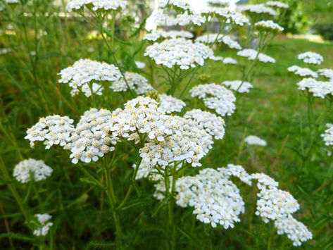 The best place to start when brewing with yarrow is using the leaves/stems as a bittering addition, and flowers near flameout or even in the fermentor. Herbs For Gas, Achillea Ptarmica, Yarrow Plant, Blooming Perennials, Long Blooming Perennials, Organic Gardening Pest Control, Rid Of Ants, Get Rid Of Ants, Edible Gardens