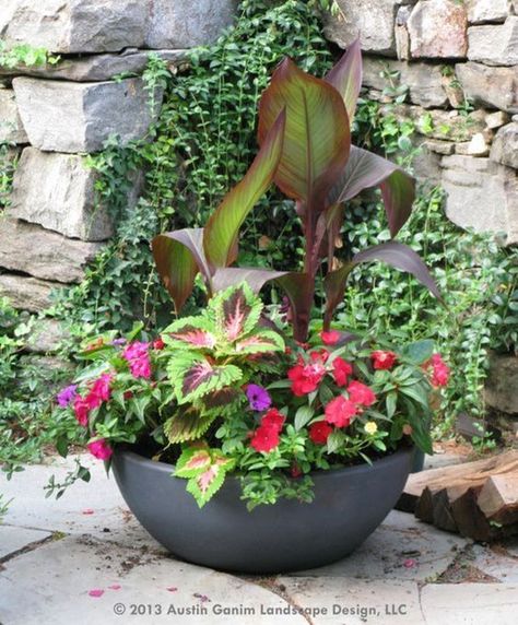 Canna an amazing tropical plant for you garden | My desired home Canna Bulbs, Flower Combinations, Perennial Bulbs, Pinterest Garden, Canna Lily, Gardening Flowers, Container Gardens, Easy Plants, Plant Combinations