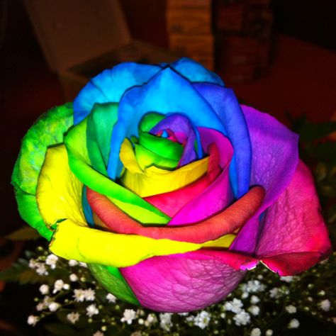 Tie Dye Rose Rainbow Rose Tattoo, Rainbow Colored Flower, Multicolored Roses, Tie Dye Roses, Dye Flowers, Neon Rose, Flower Outline, Cute Rose, Hippie Flowers