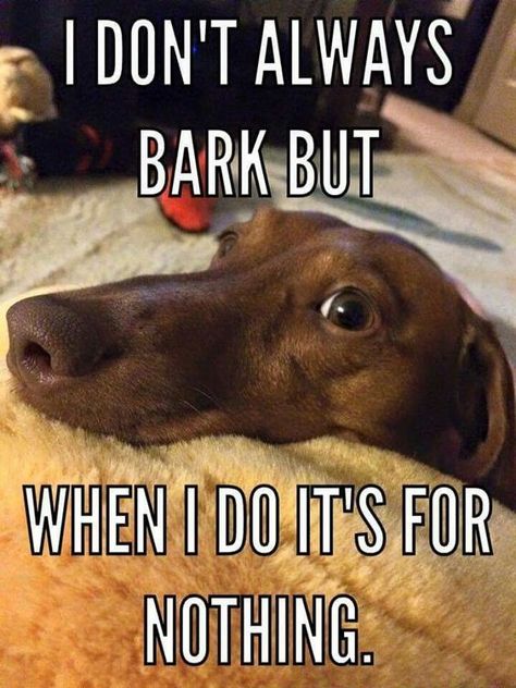 Dachshund Quotes, Dachshund Funny, Weiners, Long Haired Dachshund, Funny Dachshund, Weenie Dogs, I Don't Always, Dachshund Lovers, Dachshund Puppies