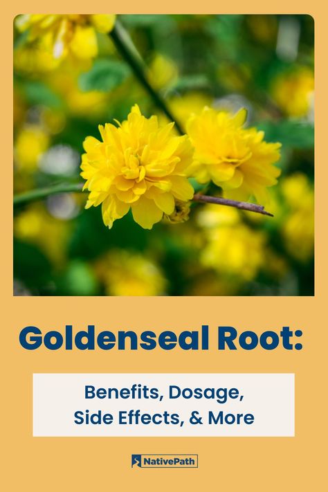 Goldenseal has been used for ages as an herbal remedy for ulcers, skin disorders, fevers, digestive issues, and more. Research is just now catching up to what Native Americans have known for hundreds of years. Our latest blog uncovers the science behind goldenseal, its benefits, dosage, side effects, and more. Benefits Of Goldenseal, Goldenseal Root Benefits, Goldenseal Benefits, Home Remedies For Allergies, Home Remedies For Warts, Best Mouthwash, Warts Remedy, Natural Remedies For Migraines, Dry Skin Remedies