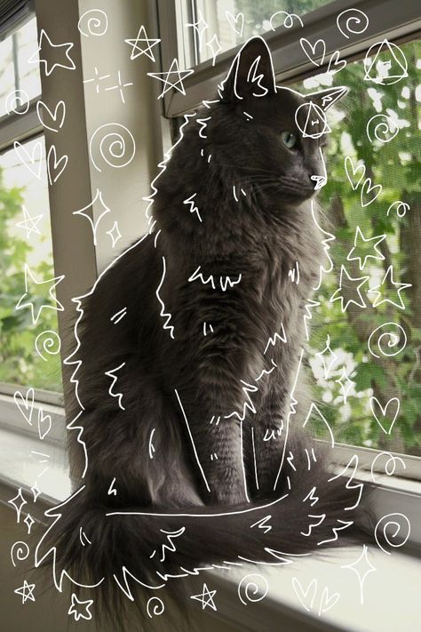 Therian Art Cat, Therian Black Cat, Therian Pfp Cat, Black Mainecoon Cat, Black Cat Therian, Fluffy Grey Cat, Therian Art, Therian Cat, Cat Therian