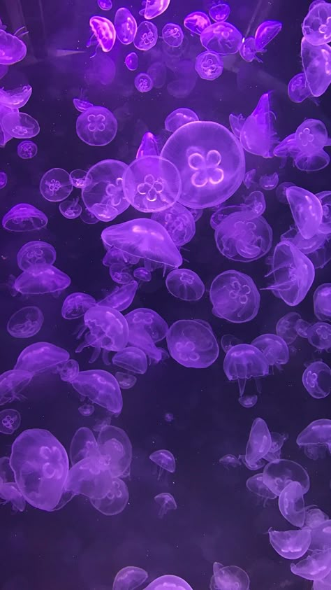 Purple Jellyfish Aesthetic, Purple Jellyfish Wallpaper, Purple Mermaid Aesthetic, Purple Jellyfish, Purple Ocean, Purple Aesthetic Background, Violet Aesthetic, Violet Pastel, Purple Flowers Wallpaper