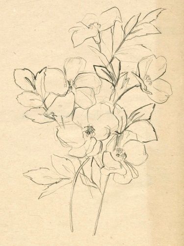 Jennifer Paxton Parker Flowers Sketch, Flower Sketch, Flower Sketches, Sketchbook Art, Sketch Art, Book Art Drawings, Sketchbook Art Inspiration, Art Inspiration Drawing, Doodle Drawings