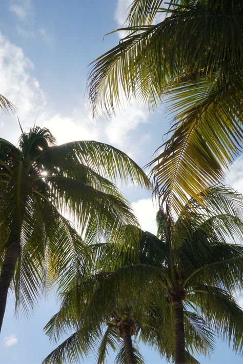 Palm Tree Astethic, Aesthetic Palm Tree Pictures, Beach Aesthetic Palm Trees, Green Palm Trees Aesthetic, Selena Pictures, Palm Trees Blue Sky, Camera Shots, California Real Estate, Best Family Vacations